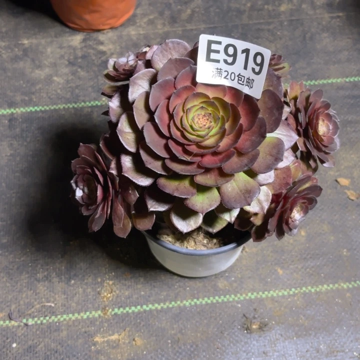 瑞妈一物一拍 919