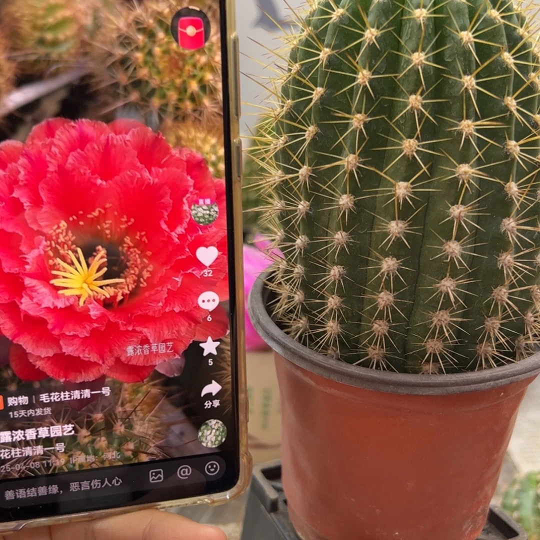 清清一号有根球35