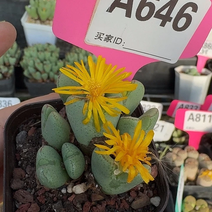 646密密麻麻密密麻麻