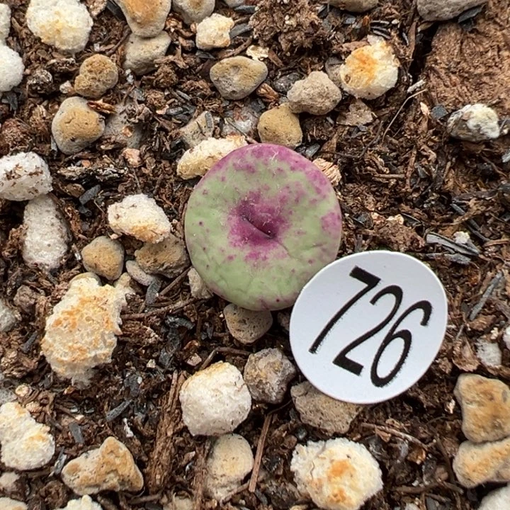 726号1111111111111111