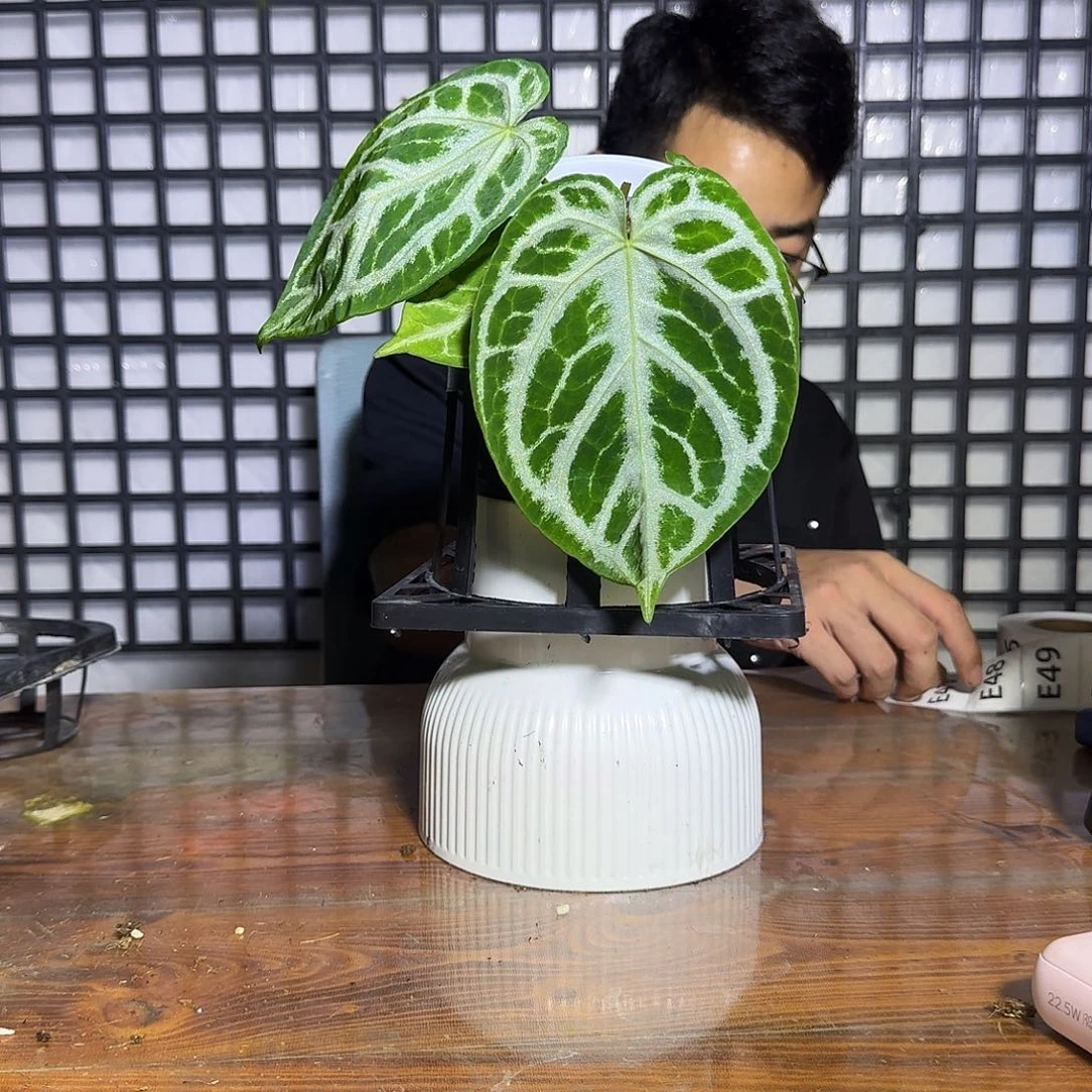 *****无花朵一物一拍E47