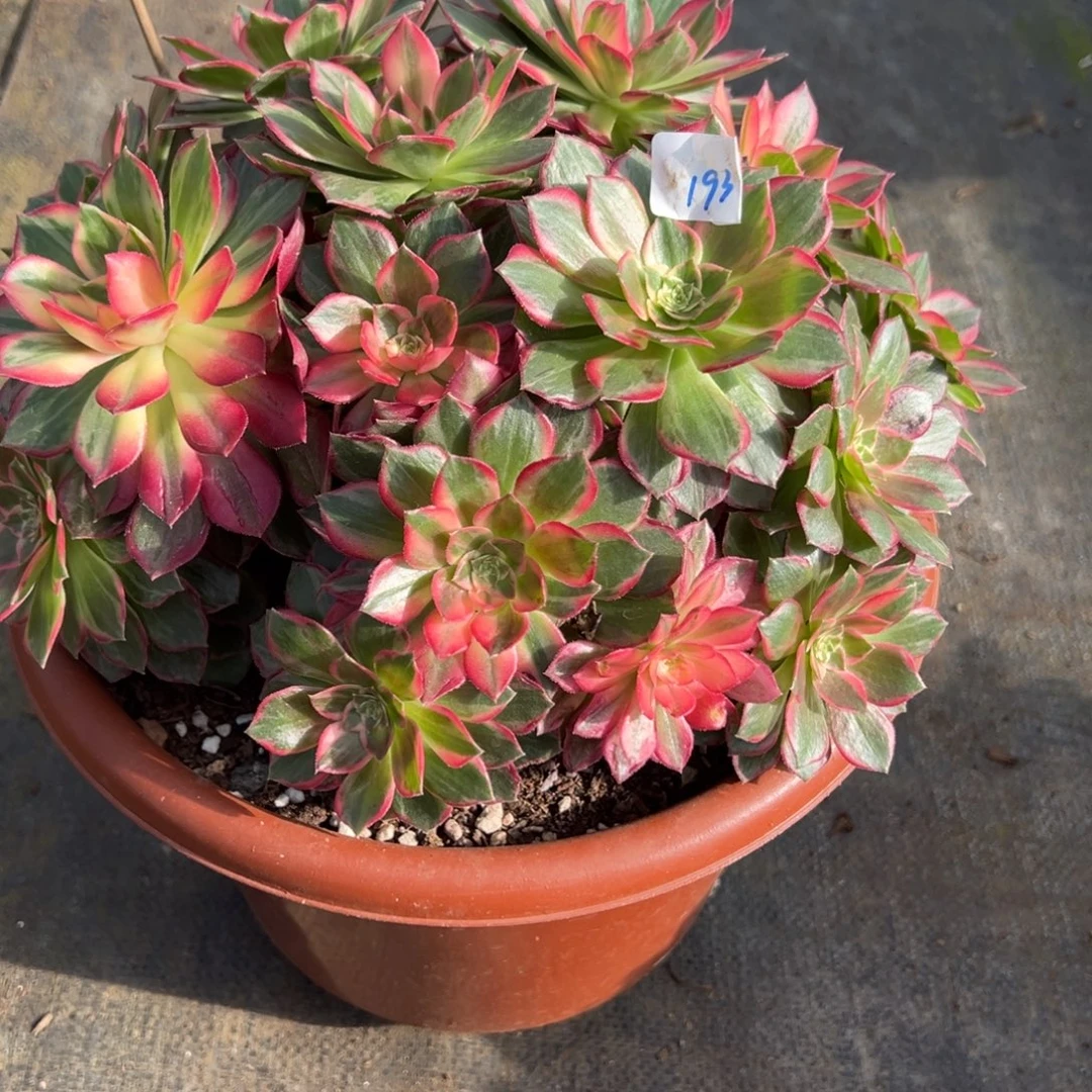 193万花筒多肉多肉多肉多肉