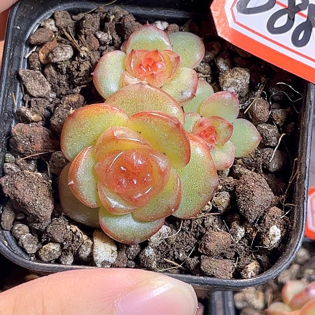 D880 一物一拍 香梨木 不包整