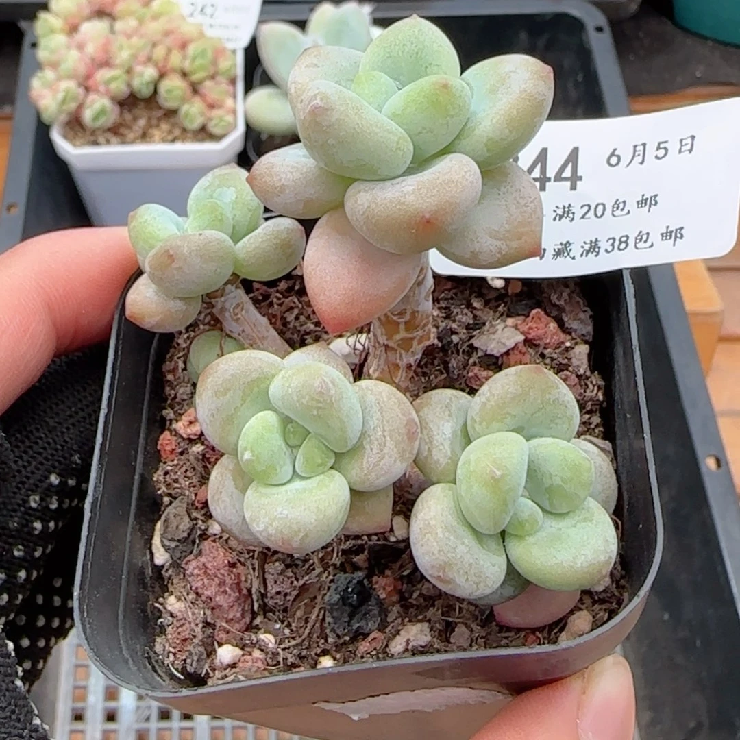 0605-244洛神小老桩