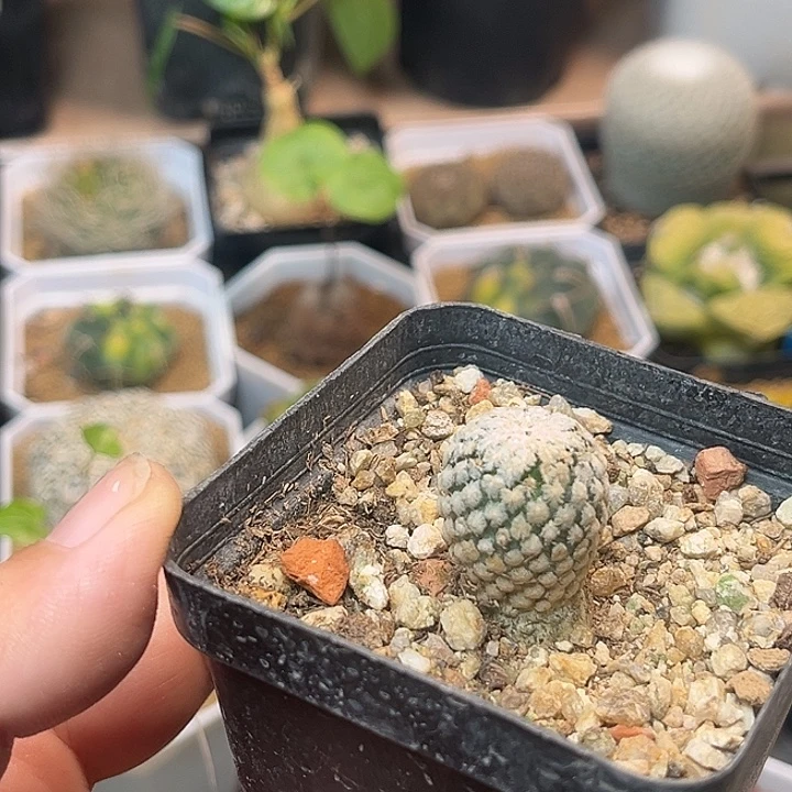无花朵实生蔷薇丸一颗