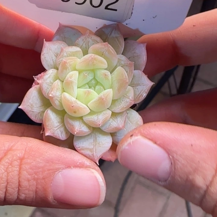 902   冰颜