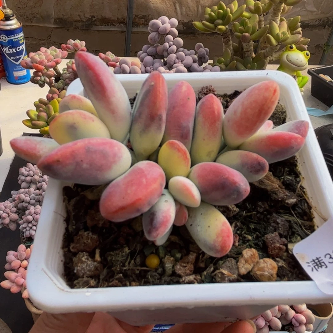 015/5cm乒乓福娘锦多肉