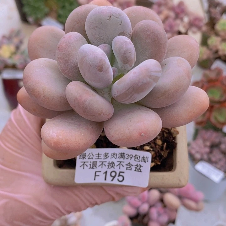 橙雪球单头8cm195多肉植物