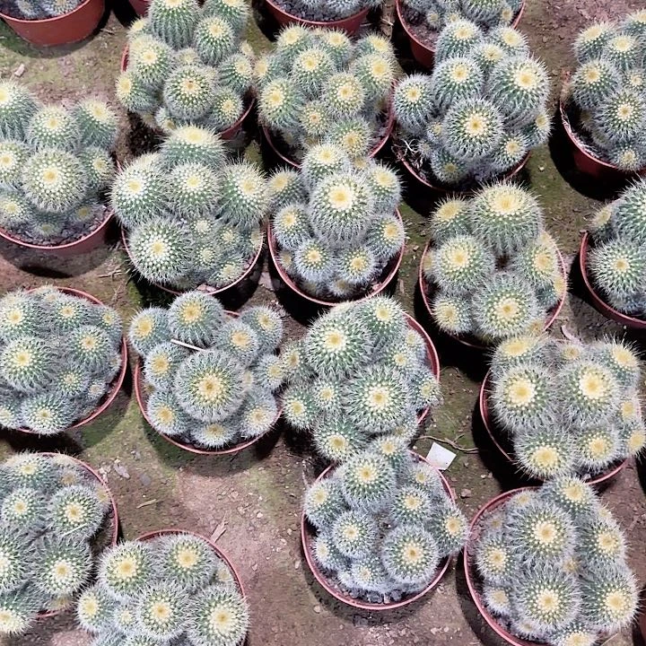 金冠 随机一棵。