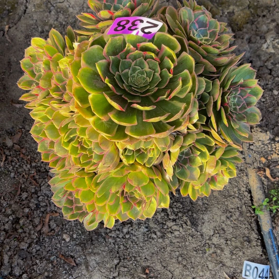 粉花妖26//////44包邮