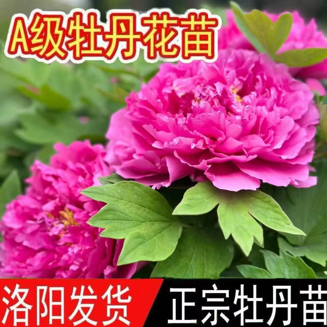 正宗洛阳观赏牡丹花苗多层重瓣大花多样花色耐寒室内外种植花卉