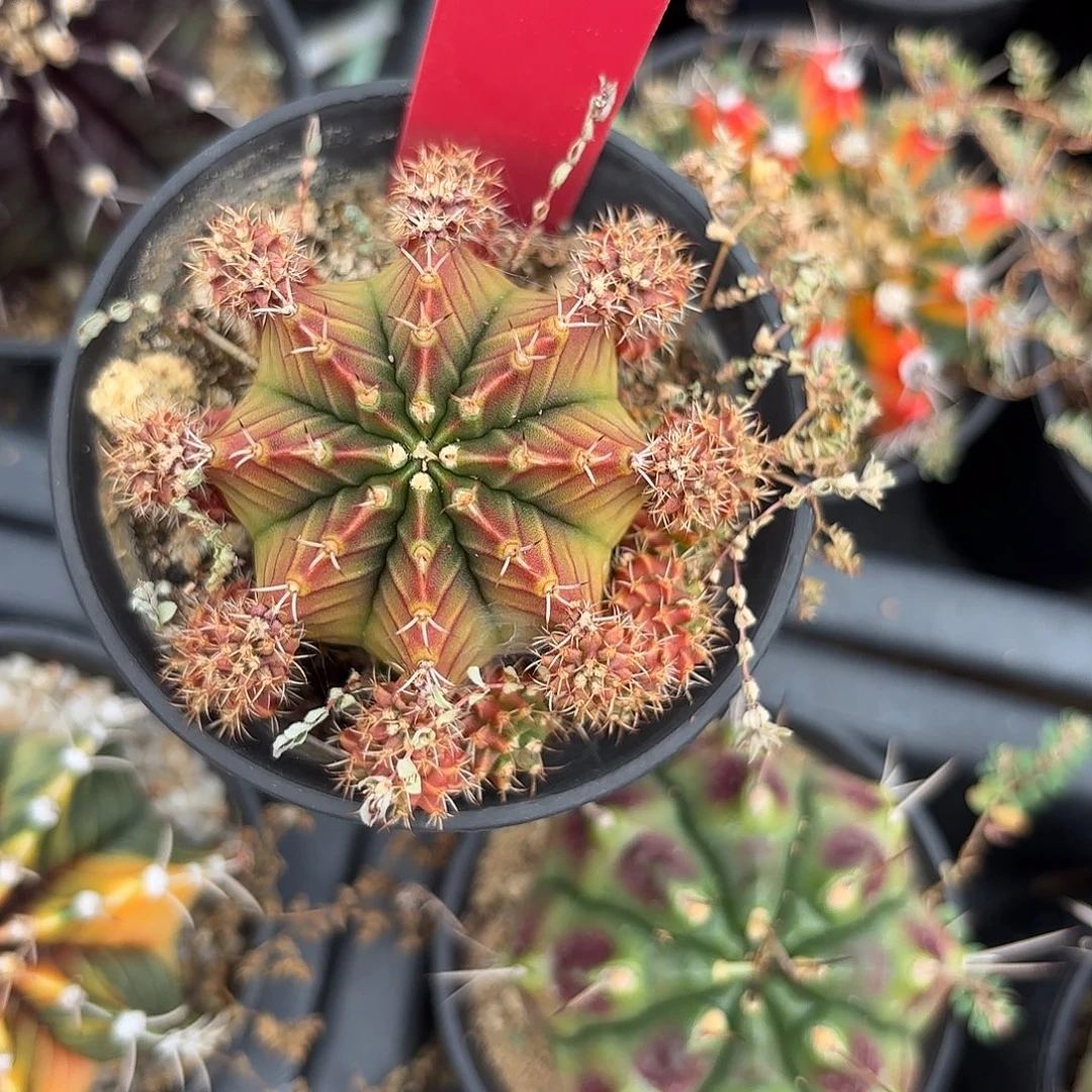 179-1107泰国发货多肉