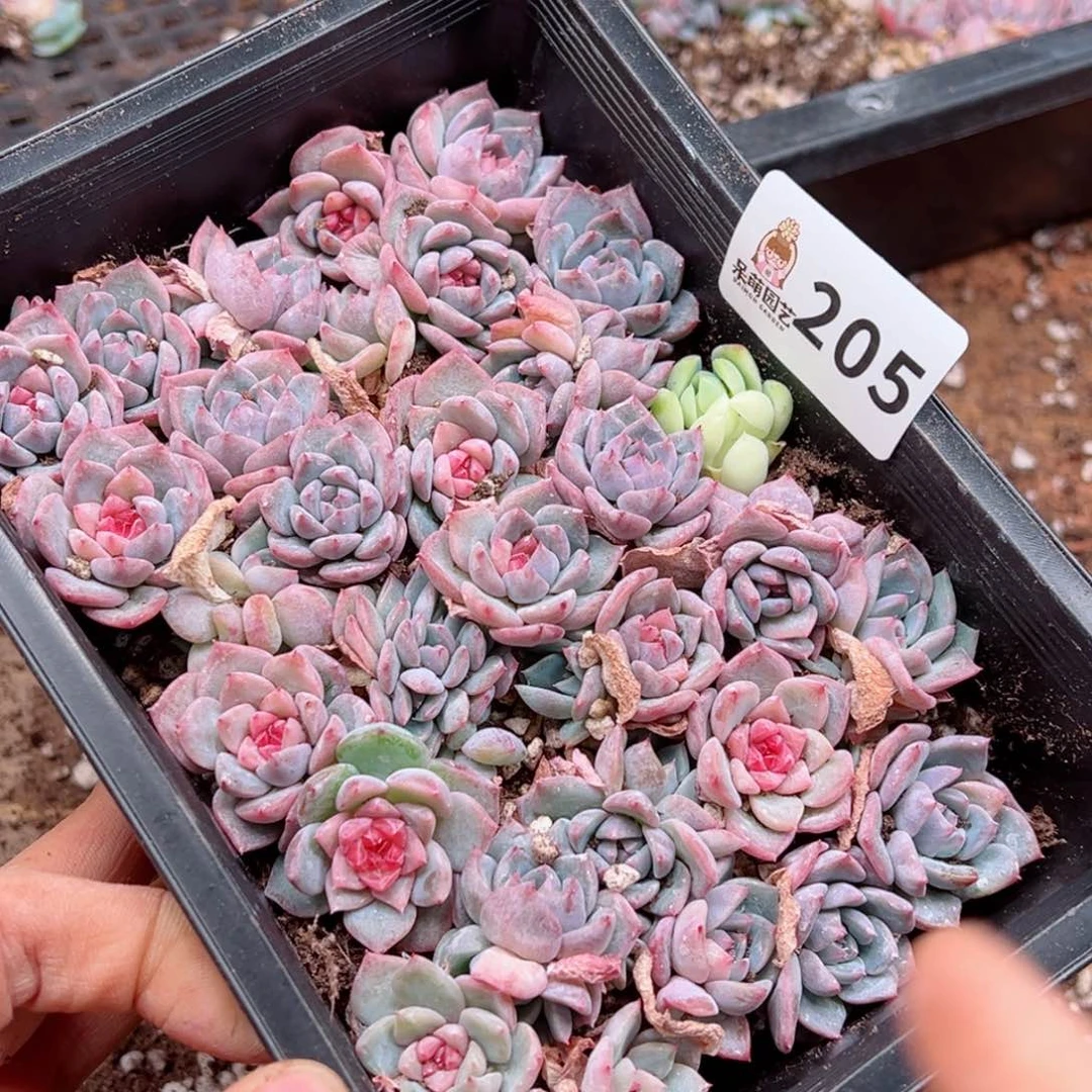 玲*多肉植物多肉植物