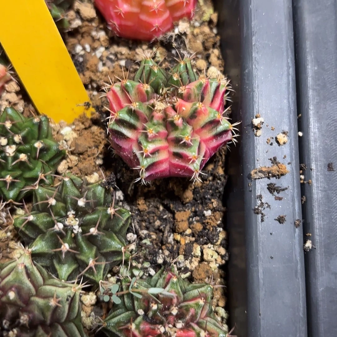 33-1107泰国发货多肉