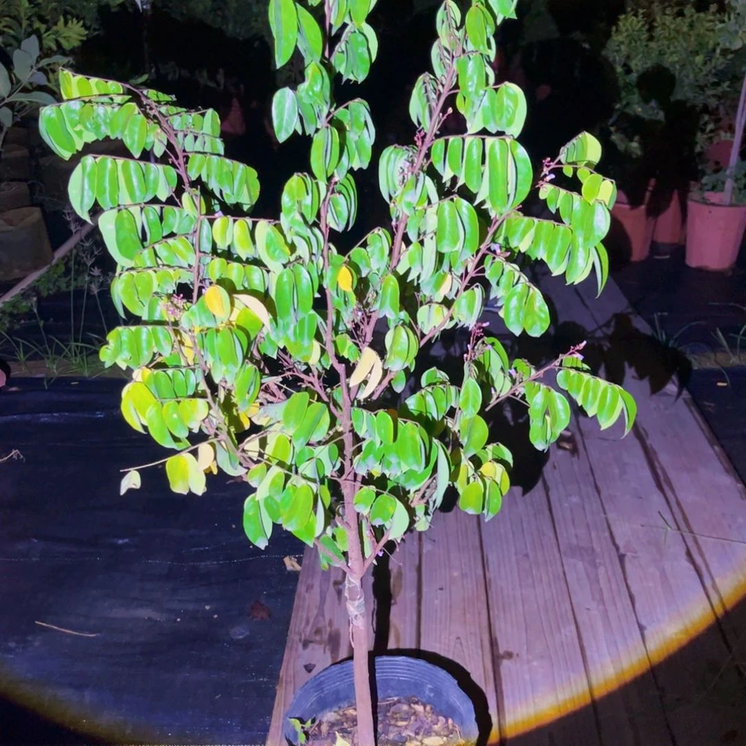 无花朵吉*、果树2222222223332222