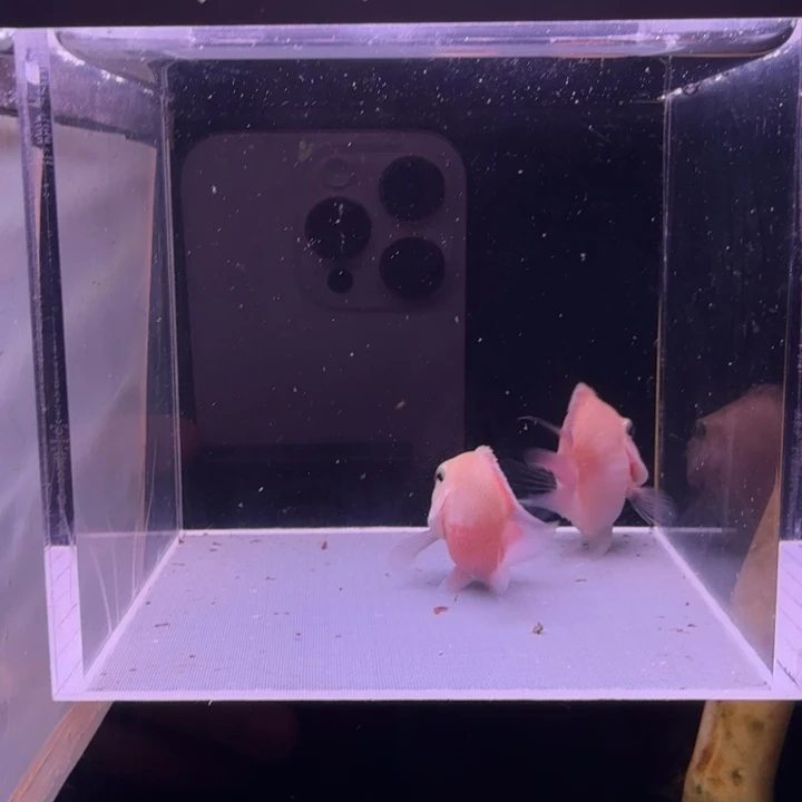 鹦鹉鱼胭脂粉桃心