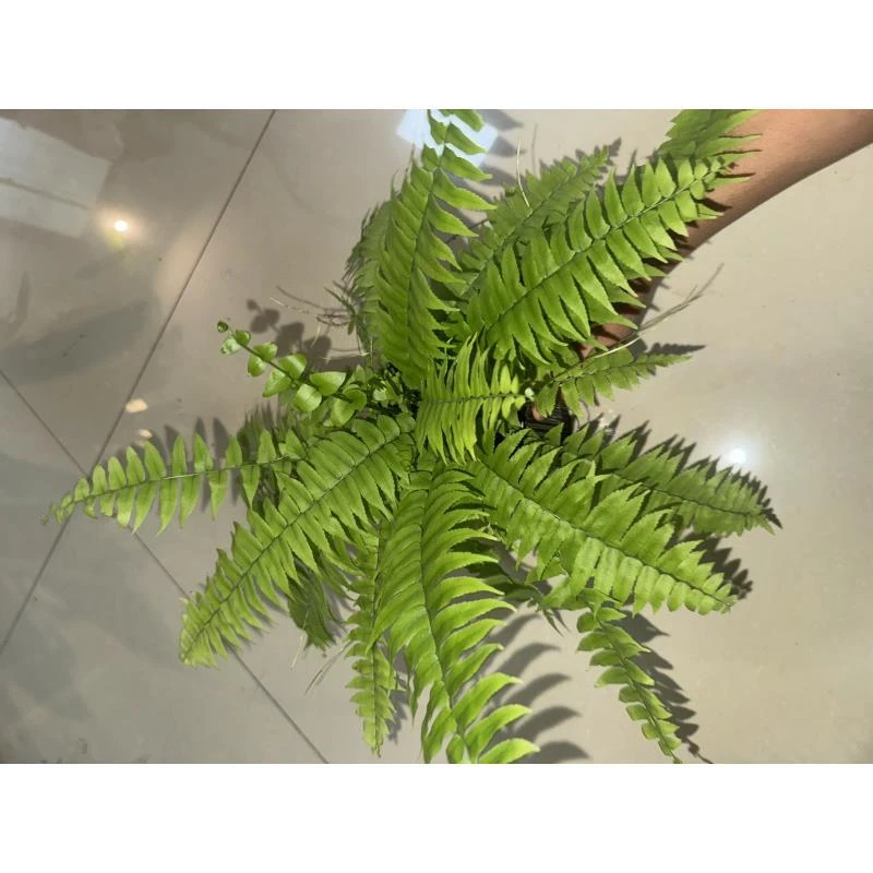霸王蕨耐阴好养的蕨类植物盆栽适合室内阳台办公室桌面