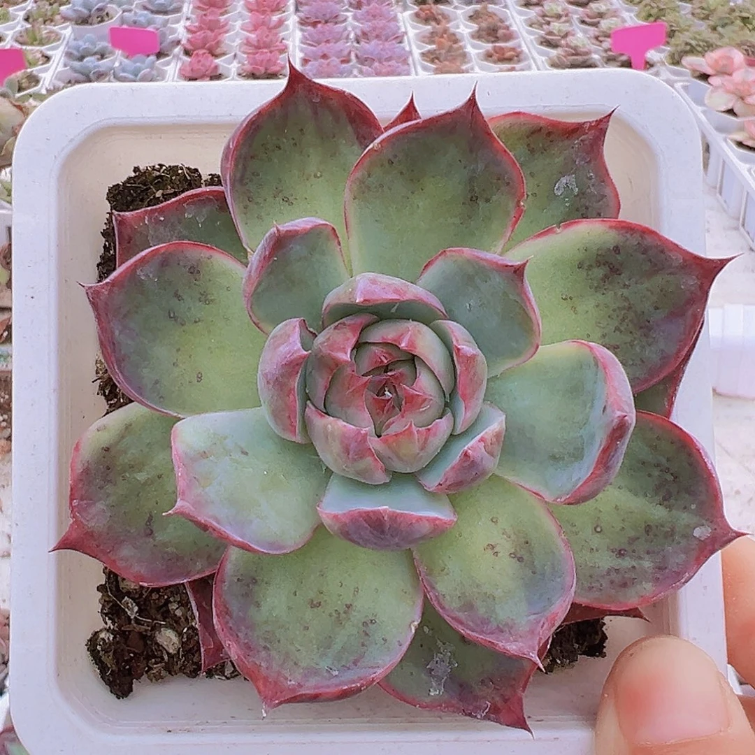大惊鸿19包邮多肉植物