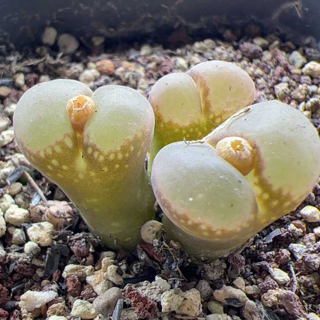 大家过年好23190