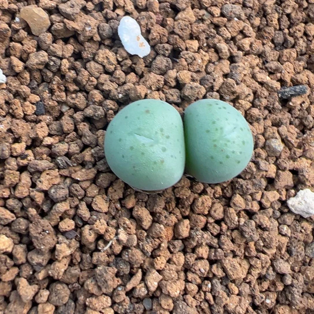 28-173肉锥多肉植物