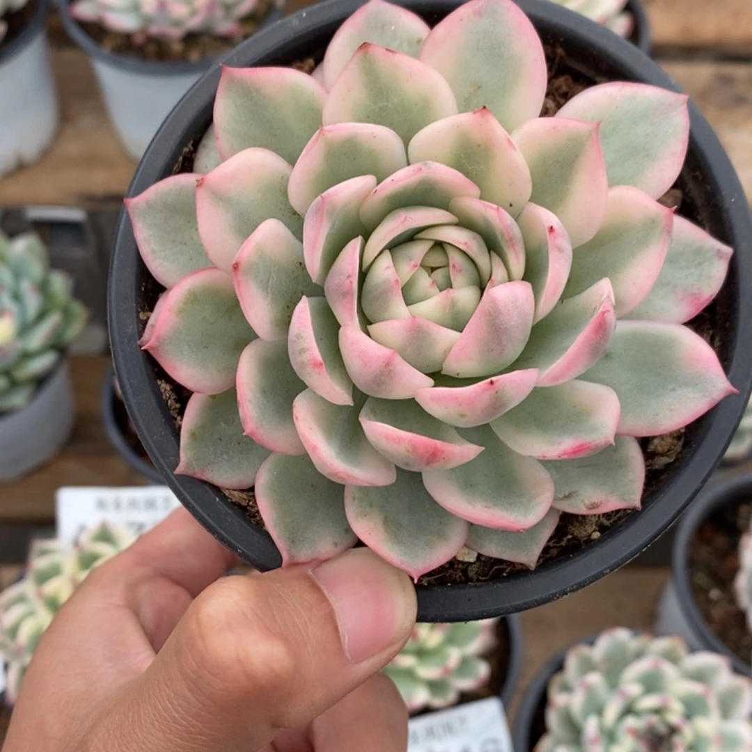 粉水晶多肉植物A3733