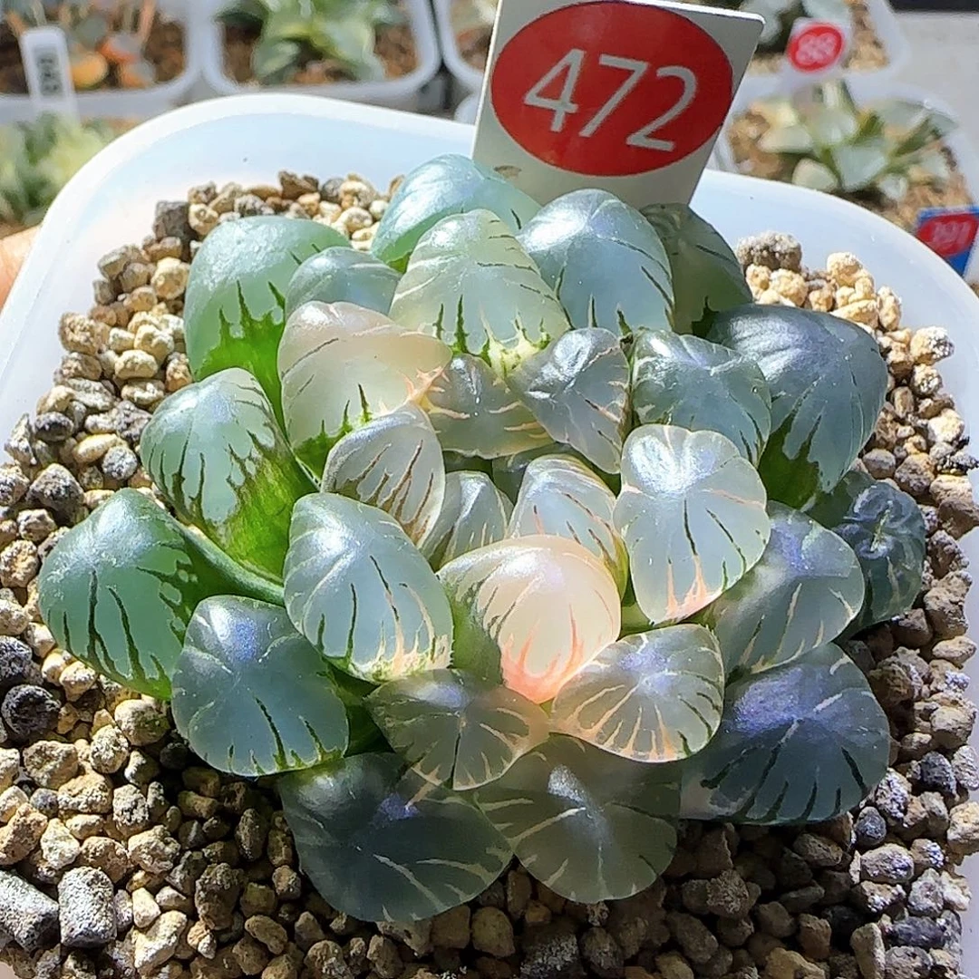 关****472号大窗冰灯玉露锦一物一拍带盆土