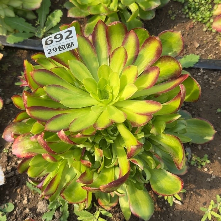 火焰山……多肉植物……