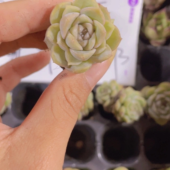 49精品纯爱2米3颗