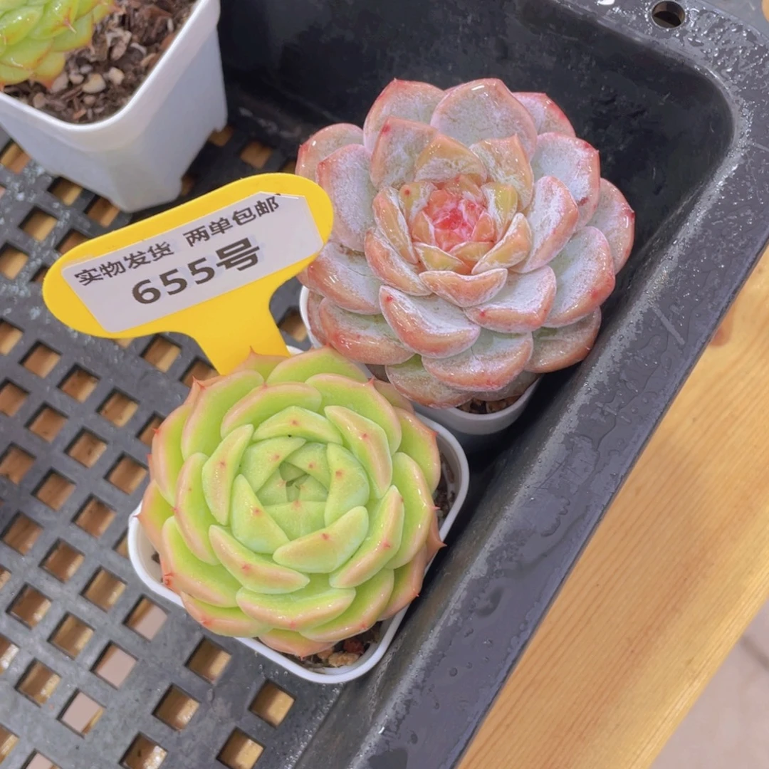655号 精品美肉两个