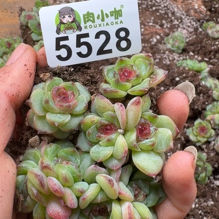 多肉植物多肉植物