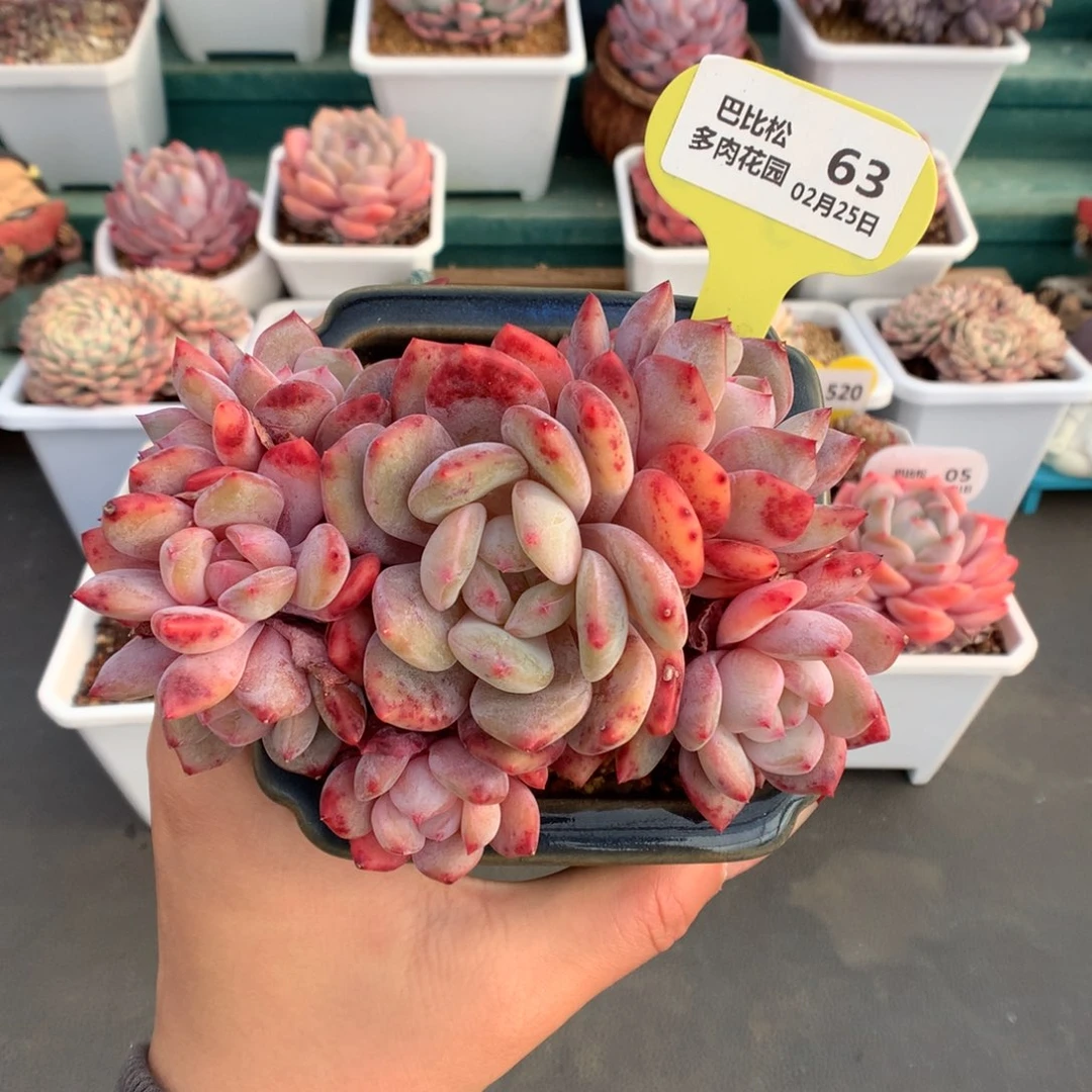 哈****?63梦露多肉植物一个