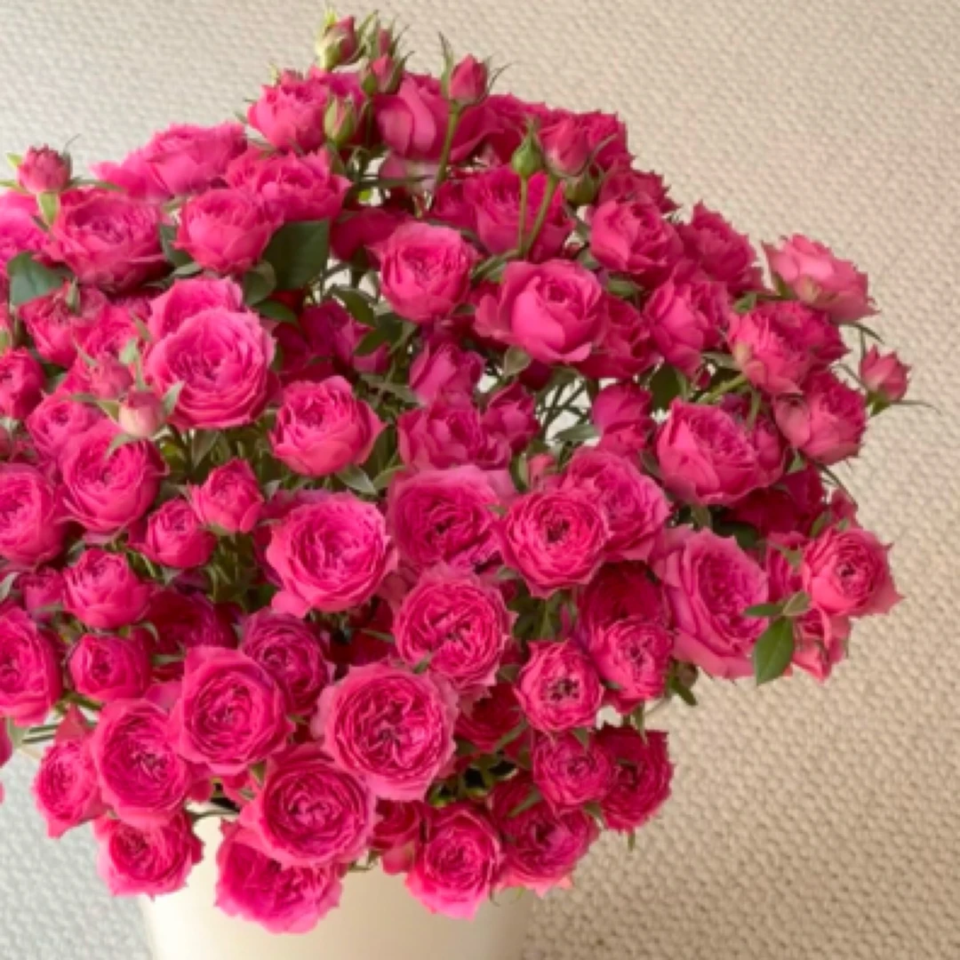 A级多头：苏菲宝贝多头玫瑰1扎/10枝（1单不售后，2单顺丰冷链包邮）