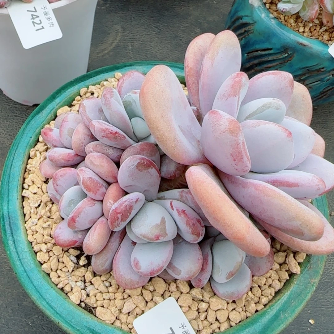 拉拉奶，7483多肉植物