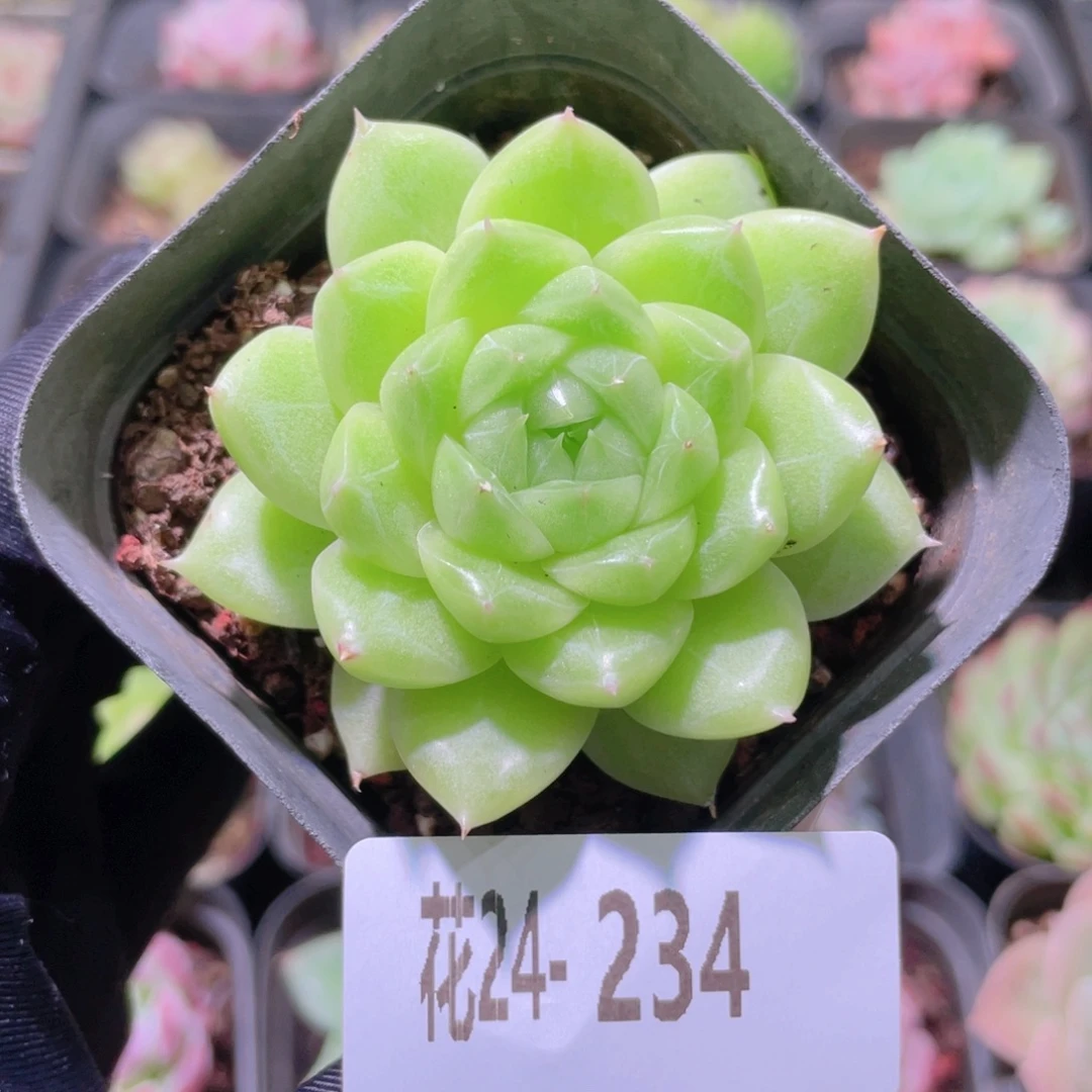 花利美24-234麦秆