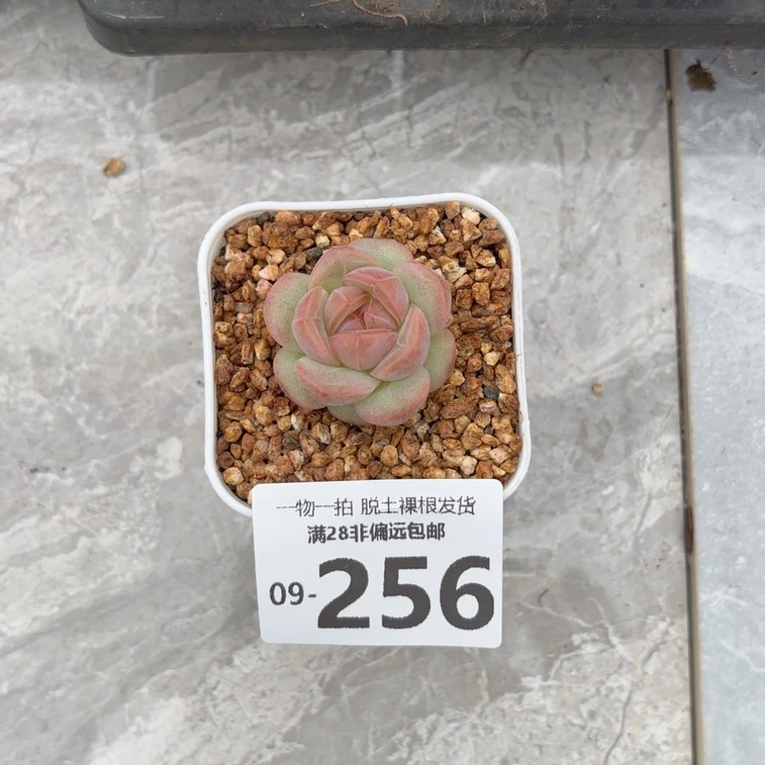 十*优选财富多肉多肉多肉
