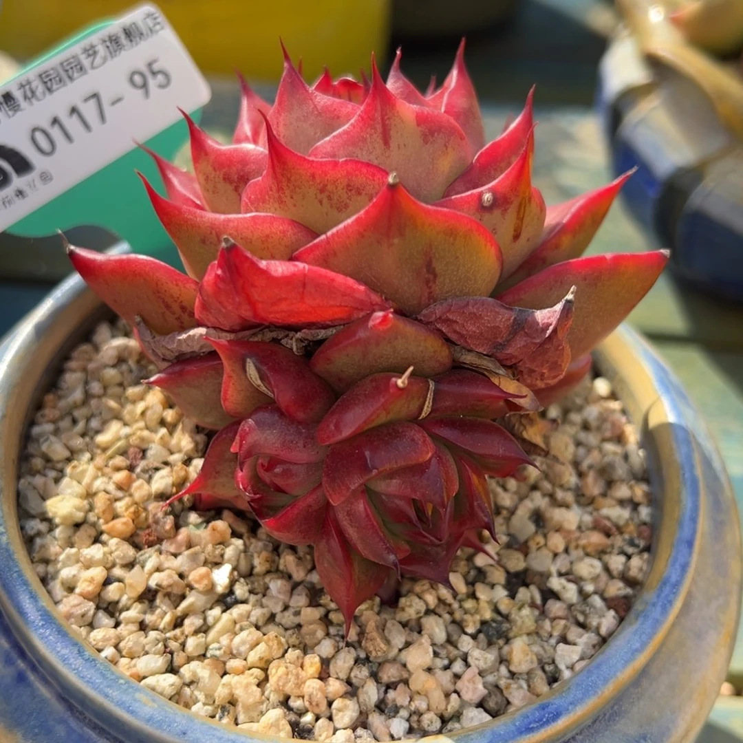 从前慢多肉精选编号0117.95