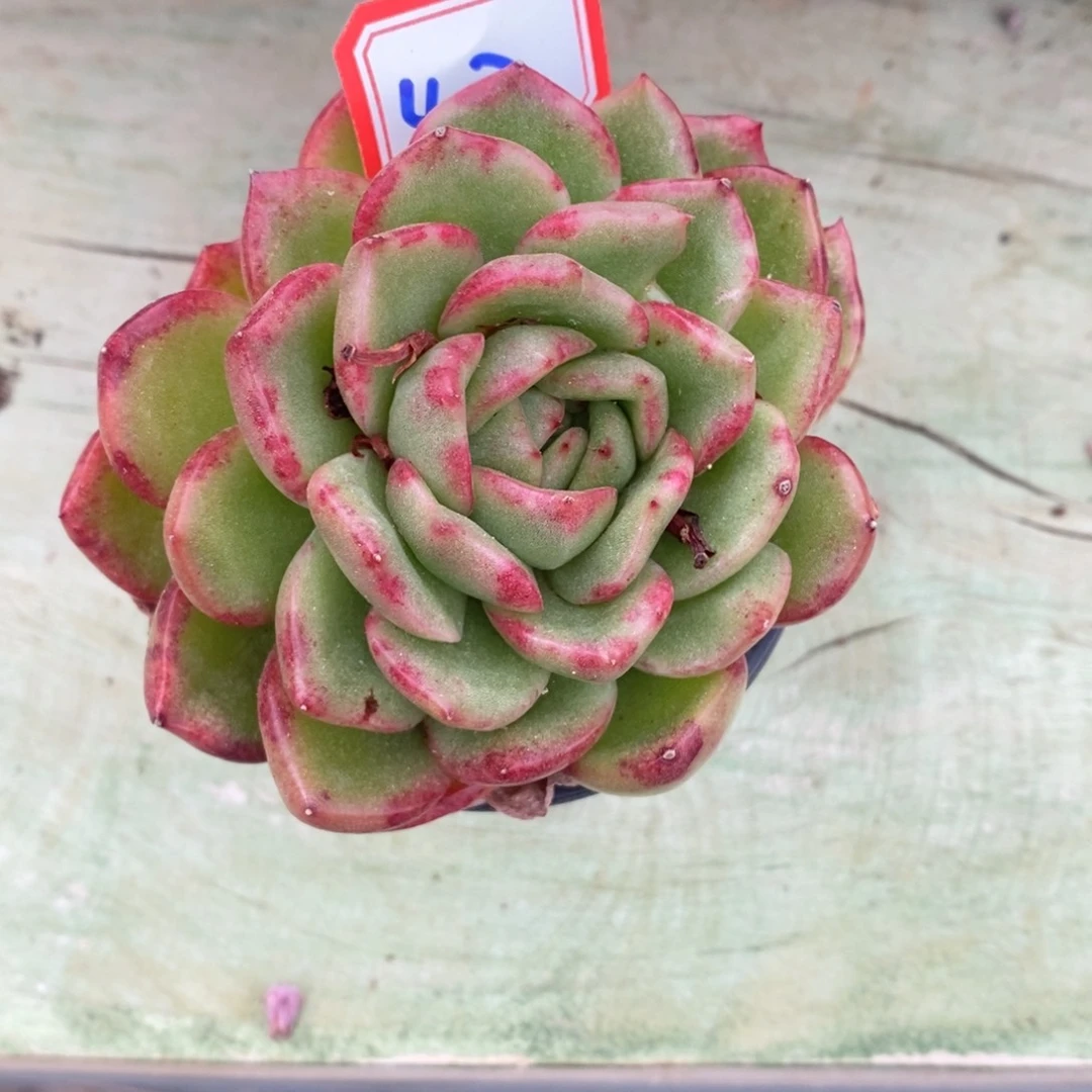 西**心一物一拍多肉杂47