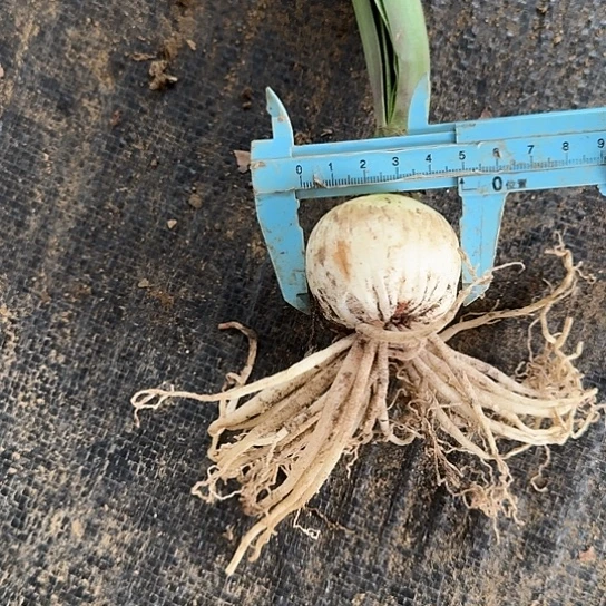 僵尸4.5-5厘米包对版