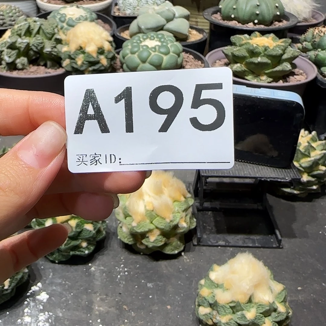 睡***呀实生仙人球特价一颗