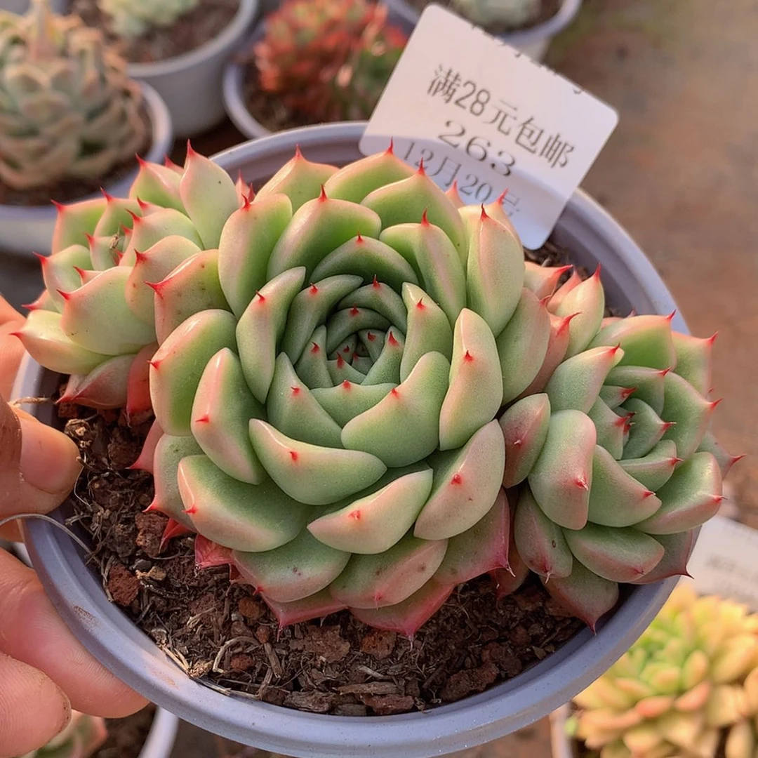 【闪购商品】云263