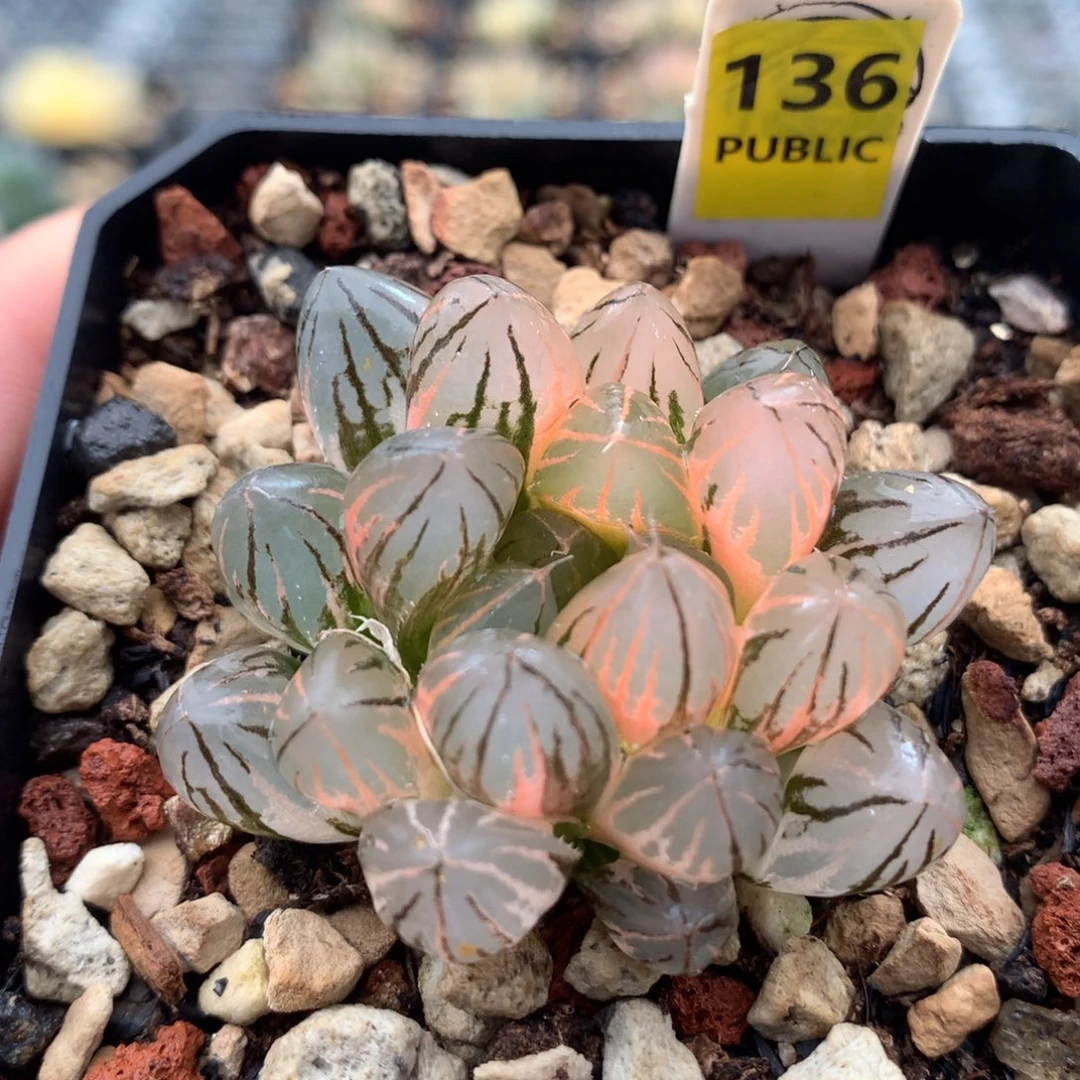 以实际为准136霓虹灯