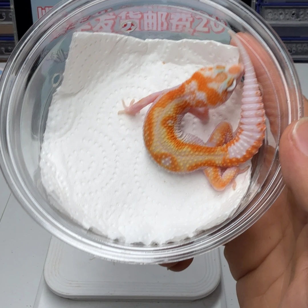 豹纹守宫白黄蜡笔红直弟弟