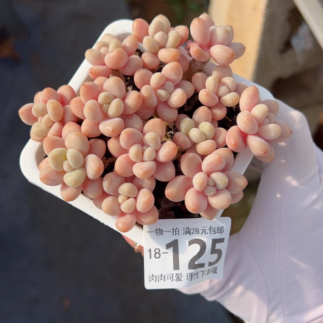 鱼子酱多肉多肉多肉多肉