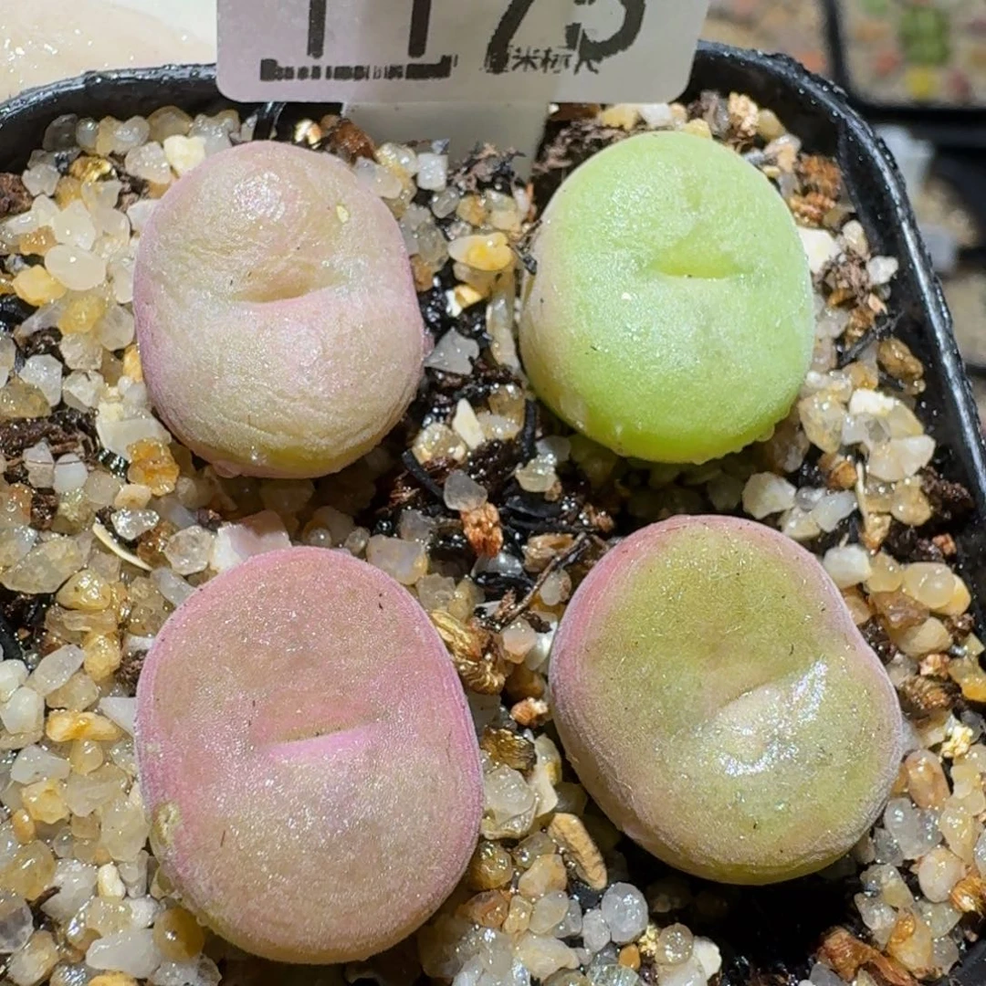 zzzz精品生石花1175