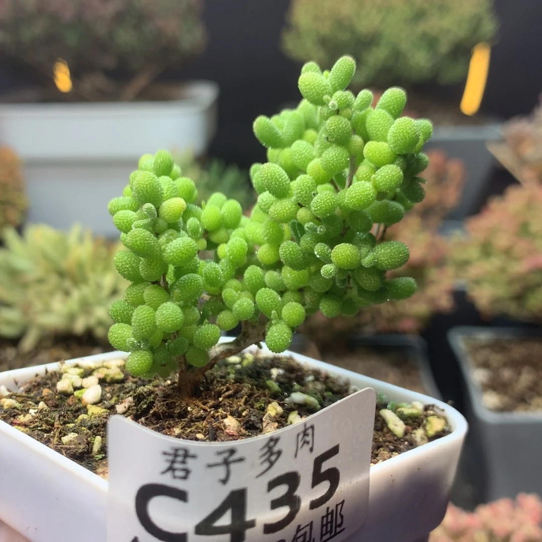 c435蜜橘糖球枝干番杏