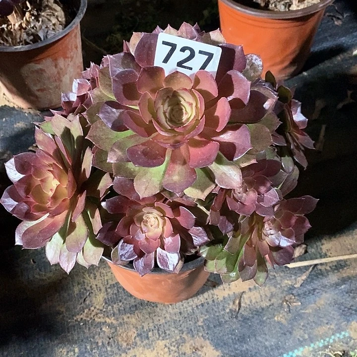 法师植物一物一拍727