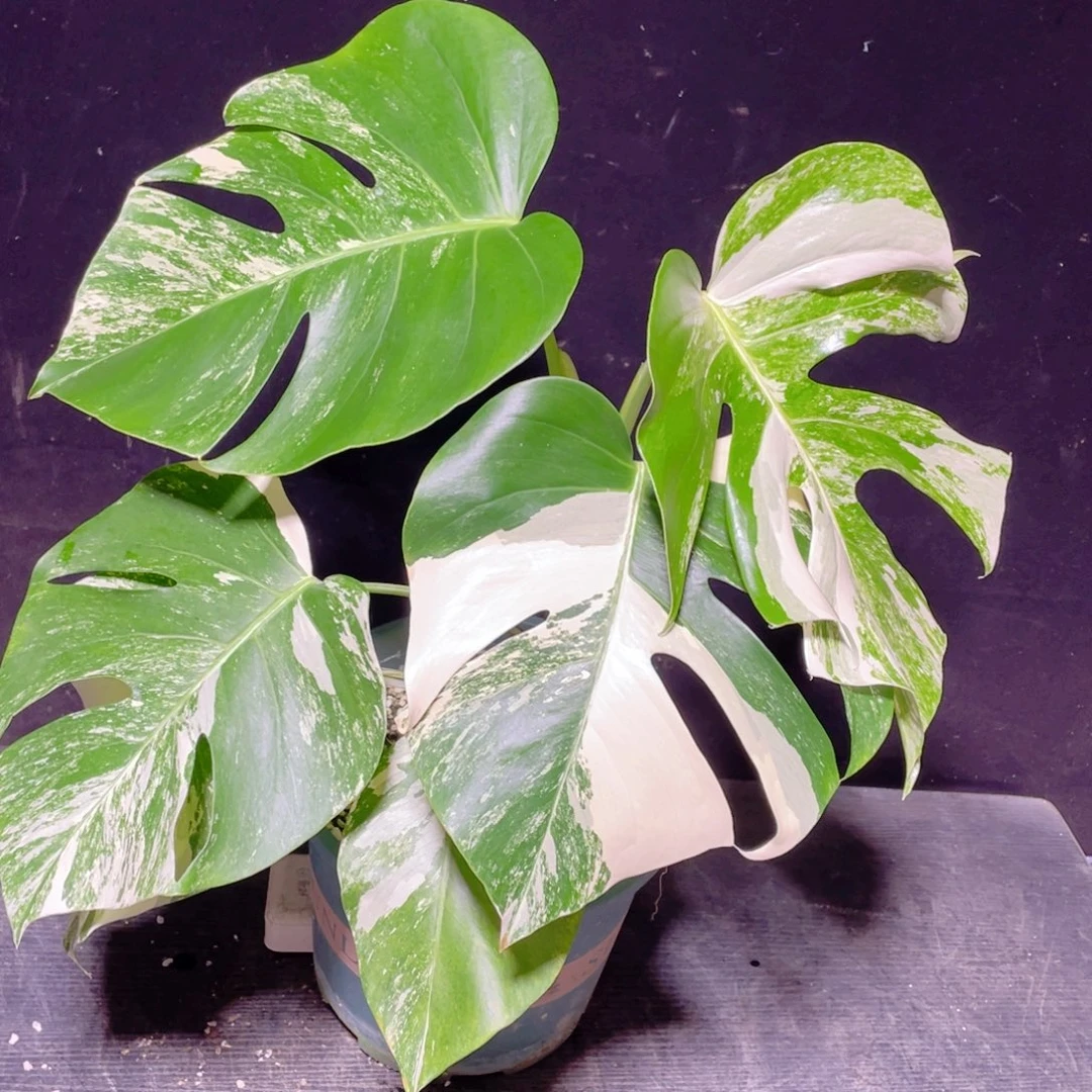 完全开放017白龟不包蕉叶和叶损