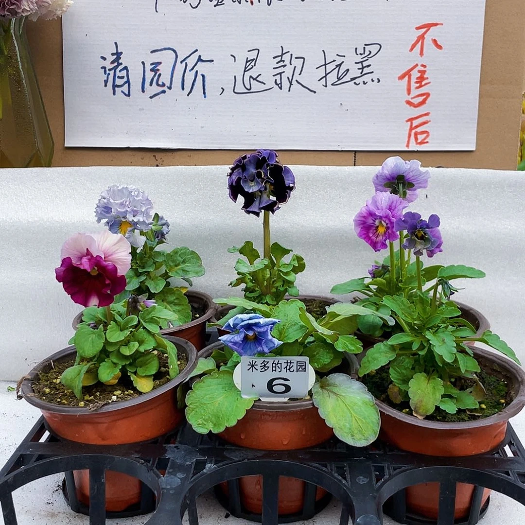 大部分花苞少量开放6
