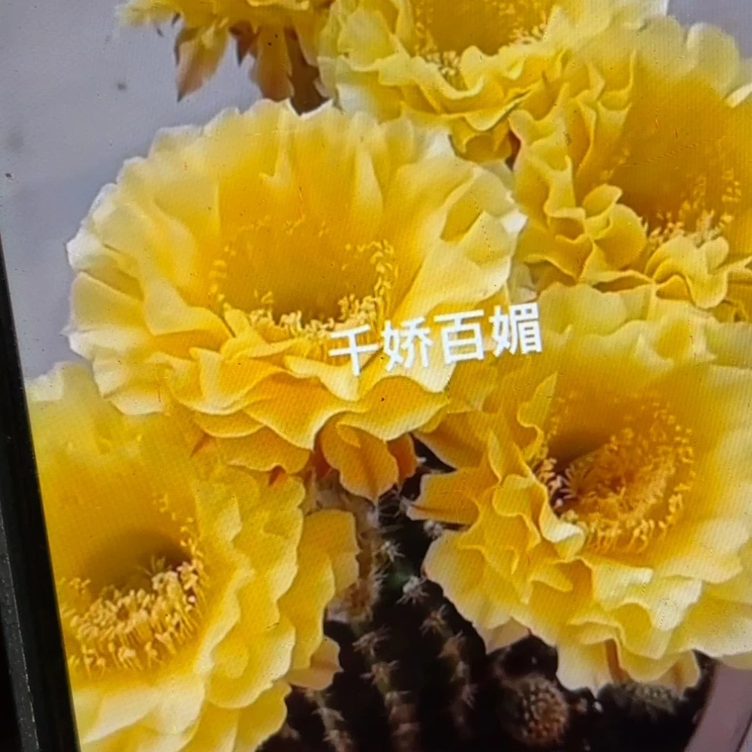 娇媚彩侧牙20包邮仙人球4