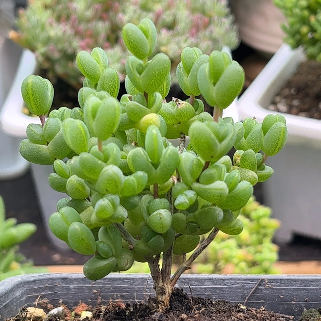 34元宝优选枝干番杏